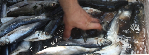 herring for bait
